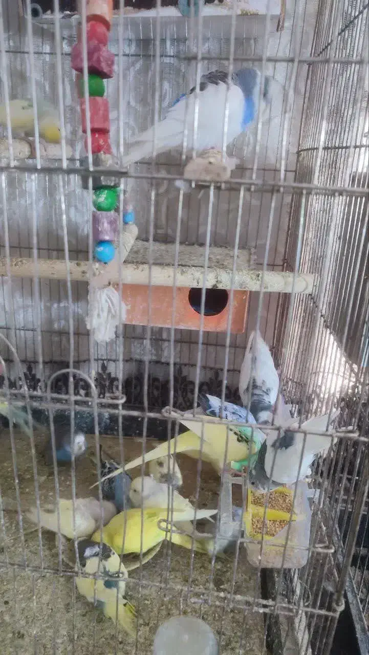 مرغ عشق|پرنده|مشهد, یاس|دیوار