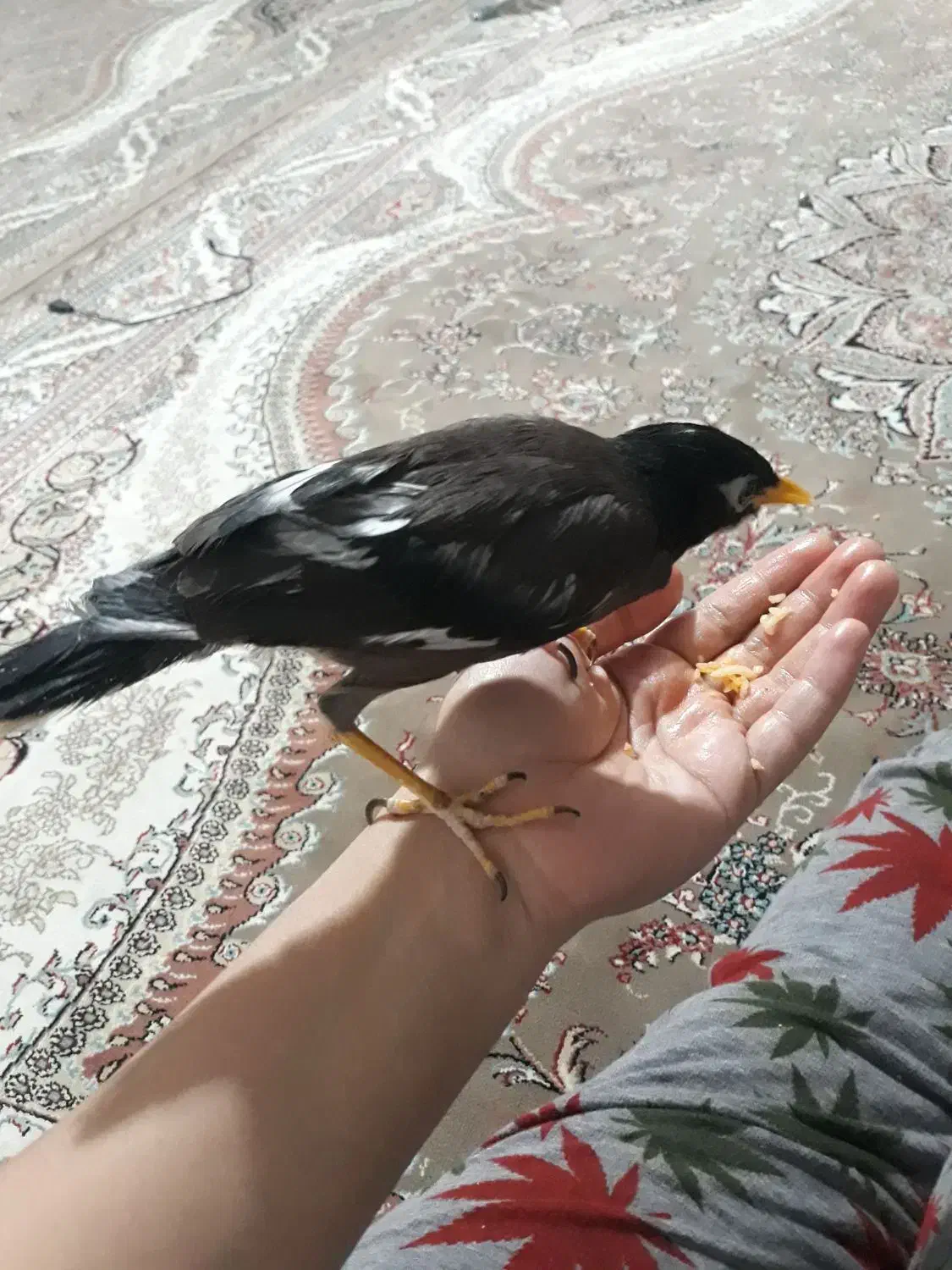 مرغ مینادستی ومرغ عشق وفنچ|پرنده|دوگنبدان, |دیوار