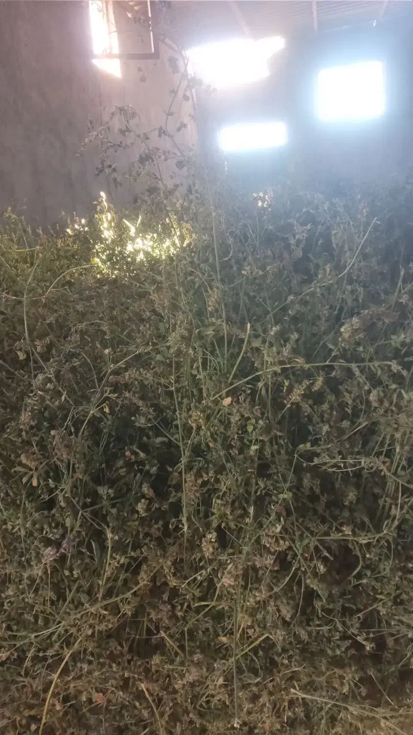 یونجه چیدن دومی خالص گول|عمده‌فروشی|خواجه, |دیوار