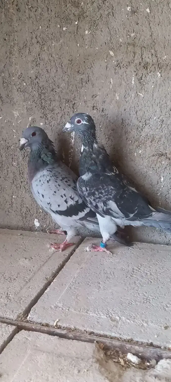 کفتر آلمانی مسافتی|پرنده|نیشابور, شهید بهشتی|دیوار