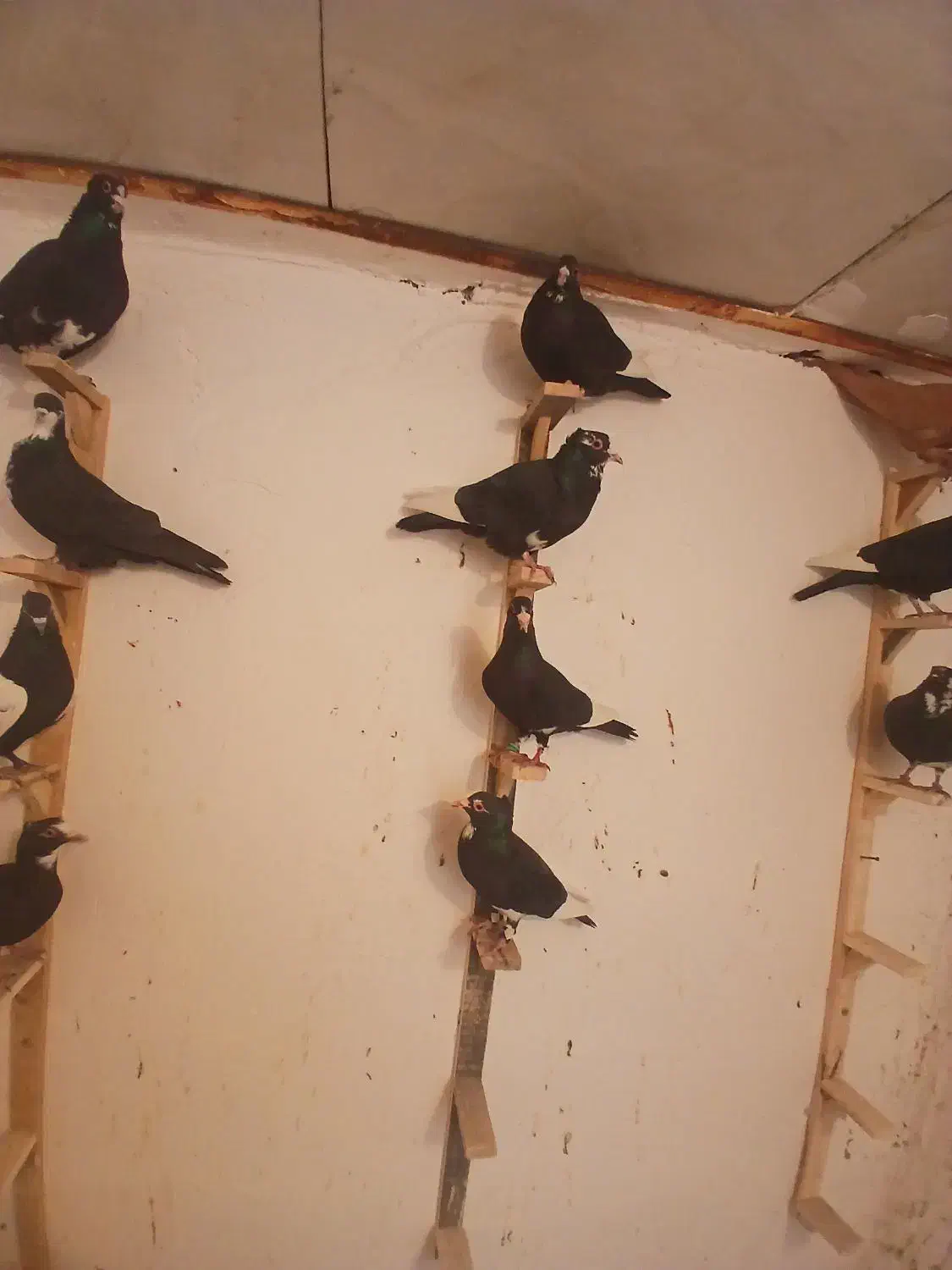 باسلام|پرنده|چترود, |دیوار