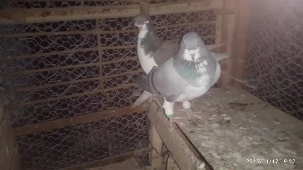 یک جفت کبوتر شهری سبز|پرنده|طسوج, |دیوار