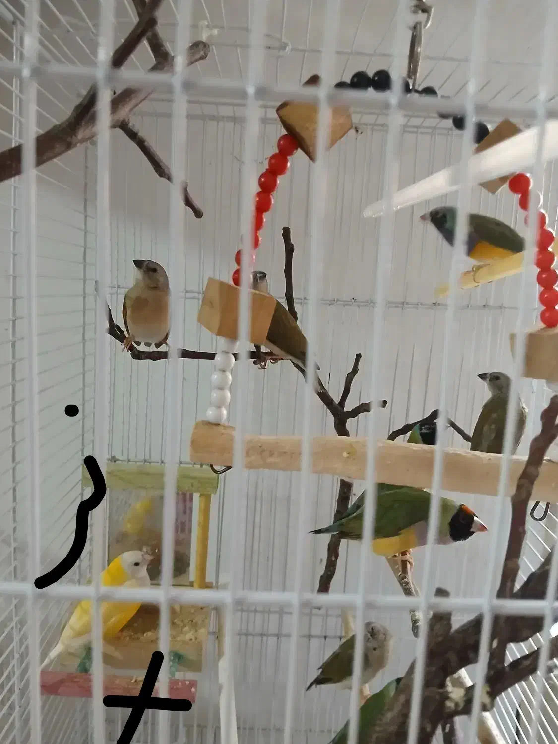 فنچ گلدین|پرنده|نیشابور, شهرک قدس|دیوار