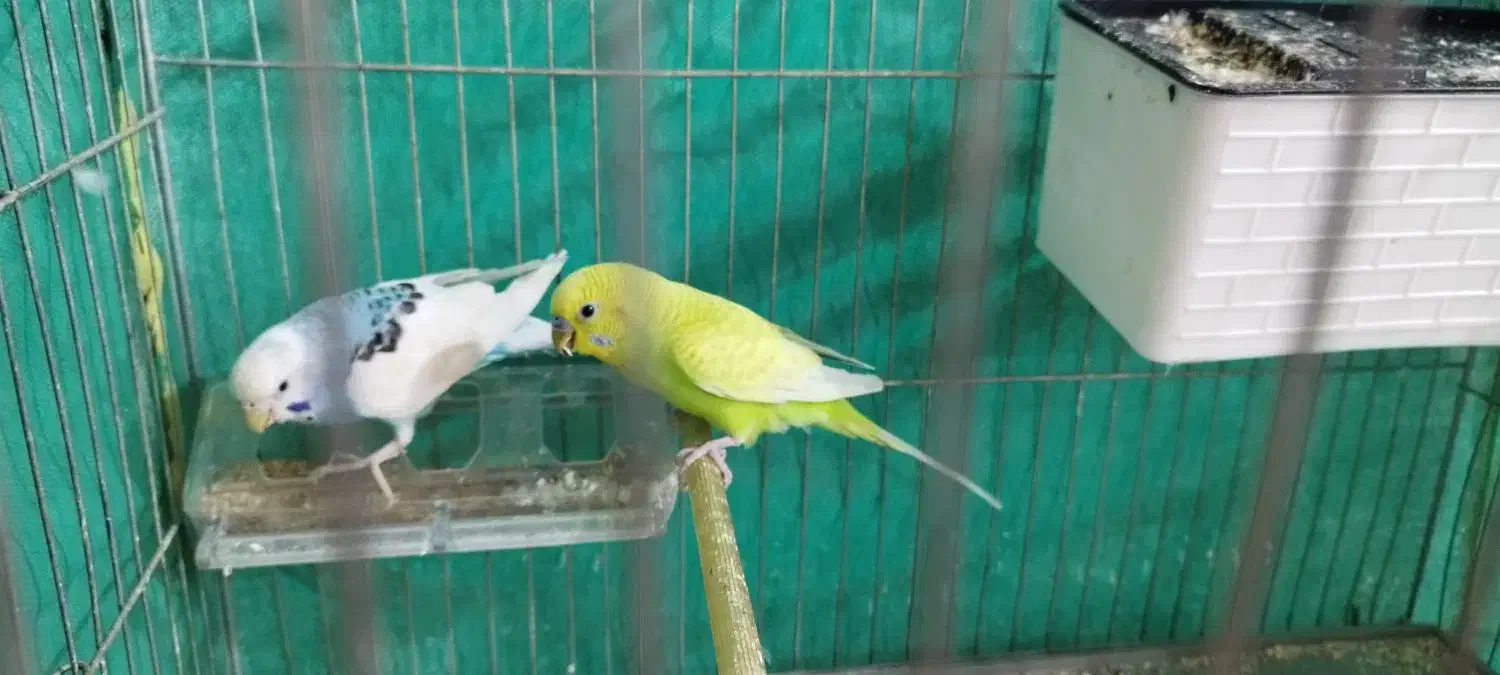 جفت مرغ عشق تخم جوجه ای|پرنده|جیرفت, |دیوار