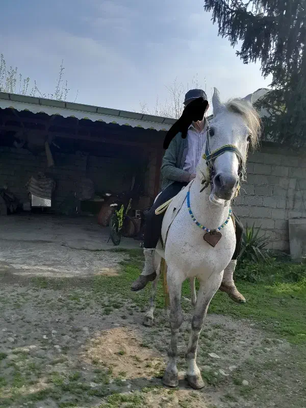 اسب|اسب و تجهیزات اسب‌سواری|شاندرمن, |دیوار