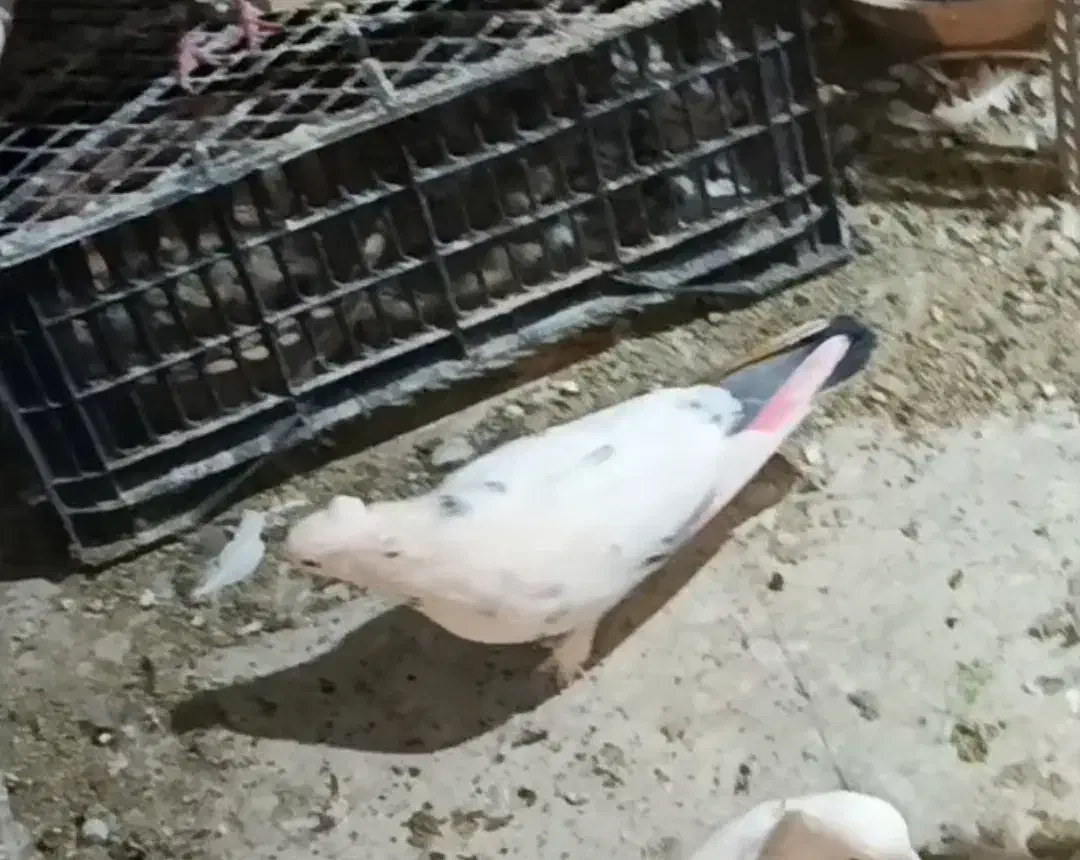 کفترپرشی|حیوانات|تهران, جوادیه|دیوار