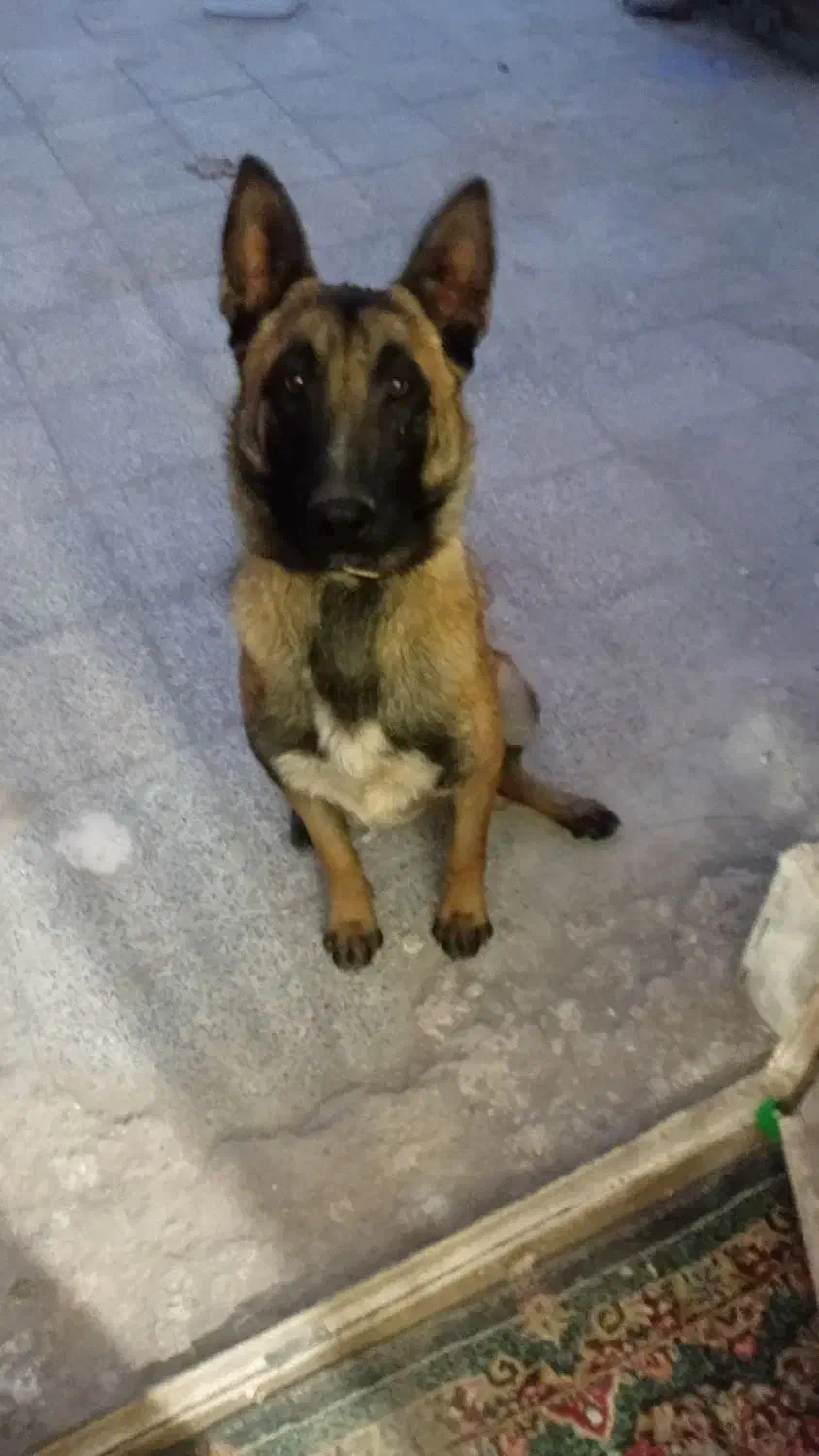 ژرمن مالینیوز|سگ|سیرجان, |دیوار