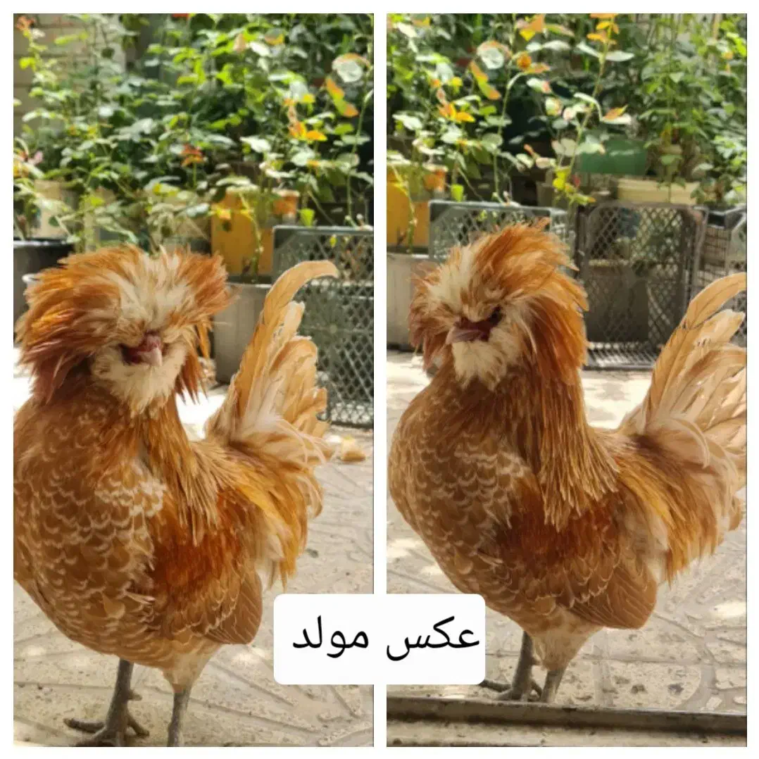 نیمچه خروس پولند بوف|حیوانات مزرعه|تهران, چهارصد دستگاه|دیوار