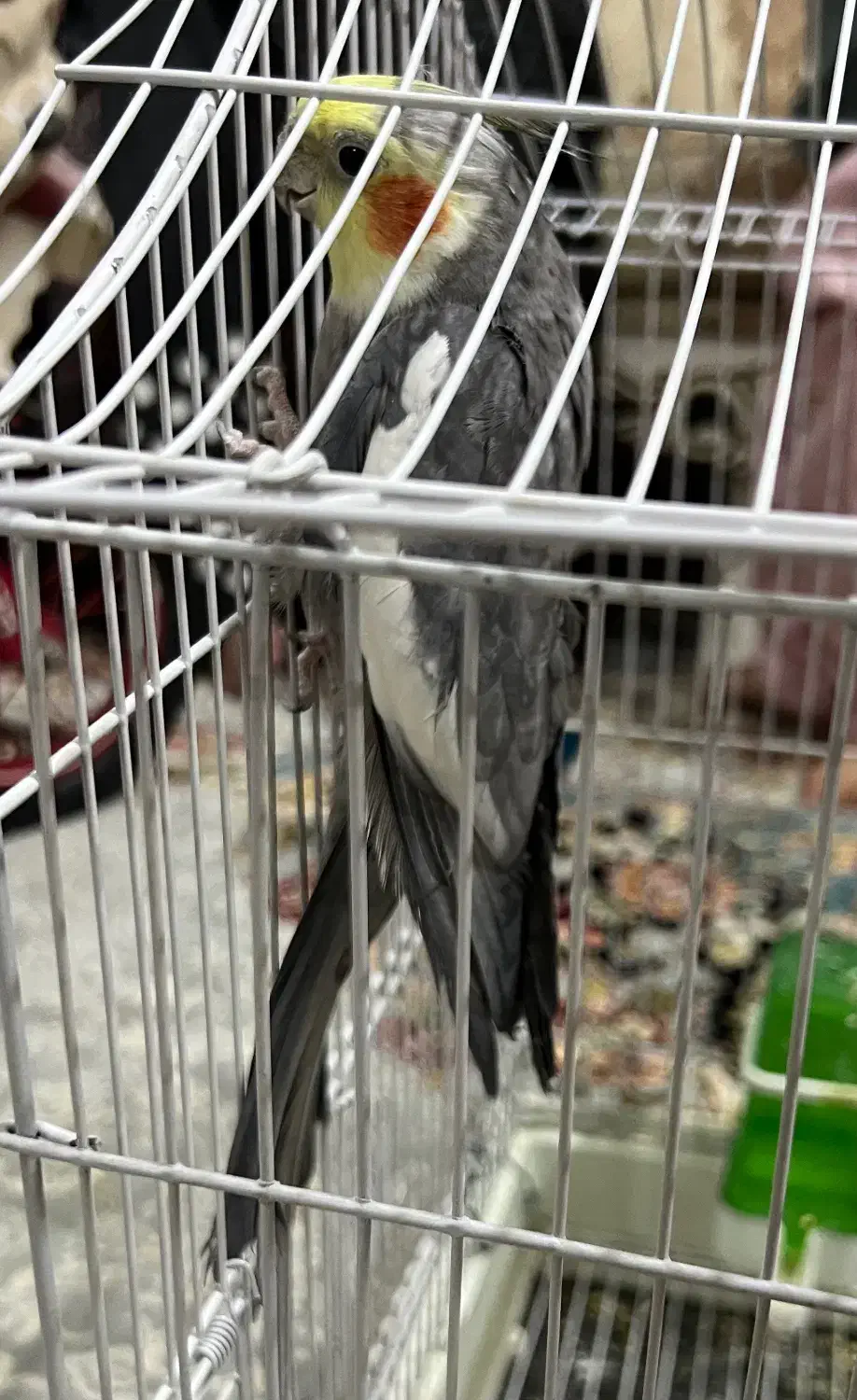 پرنده|پرنده|سبزوار, فرهنگیان|دیوار