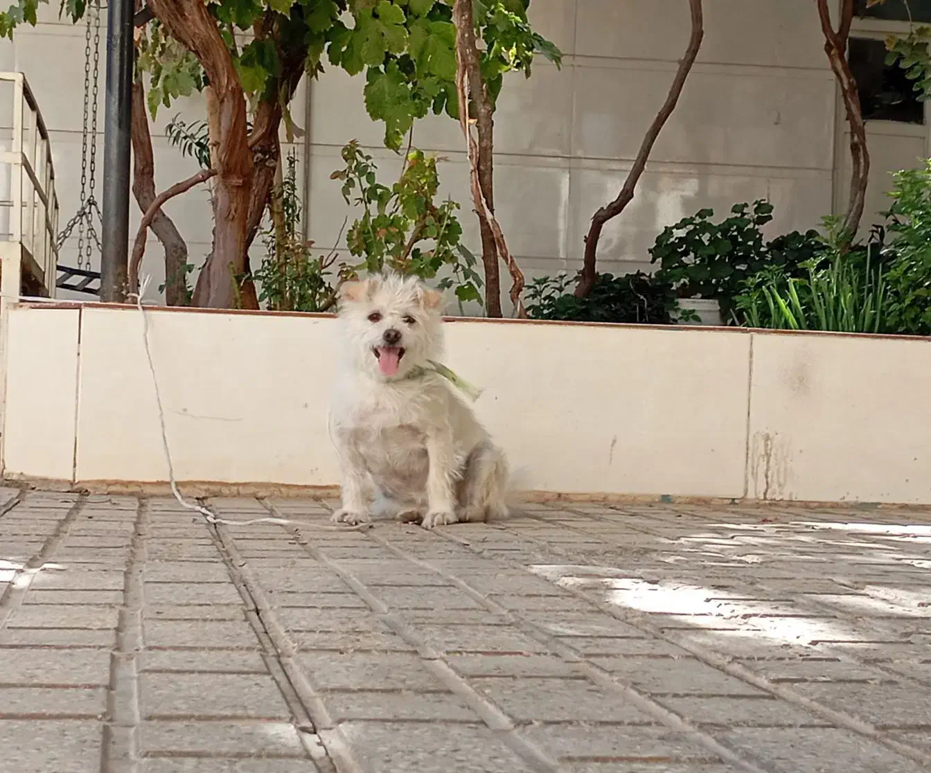 سگ نژاد میکس پامر روباهی و شیتزو|سگ|کاشمر, |دیوار