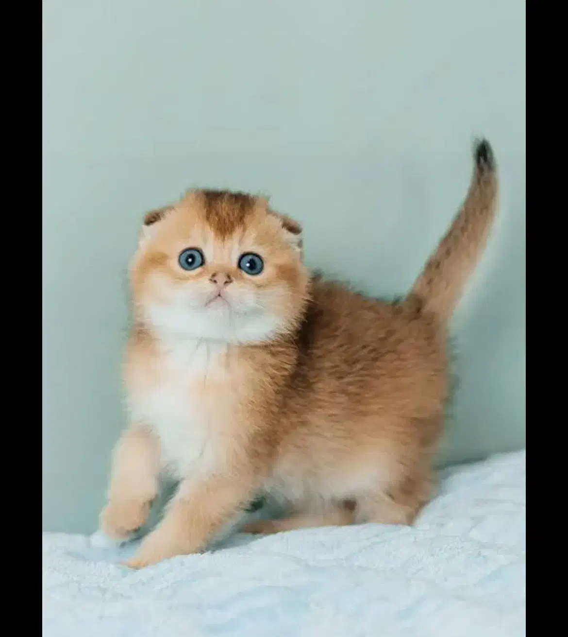 بازارچه اسکاتیش گلد|گربه|تهران, پونک|دیوار