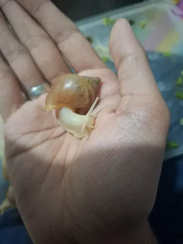 حلزون|خزنده|پردیس, فاز ۱۱|دیوار