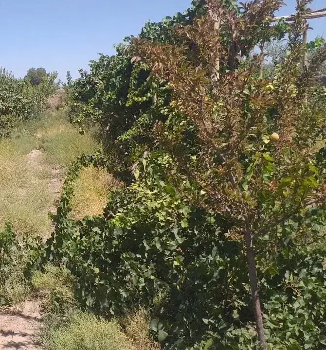 باغ|فروش دفتر صنعتی، کشاورزی، تجاری|نگار, |دیوار