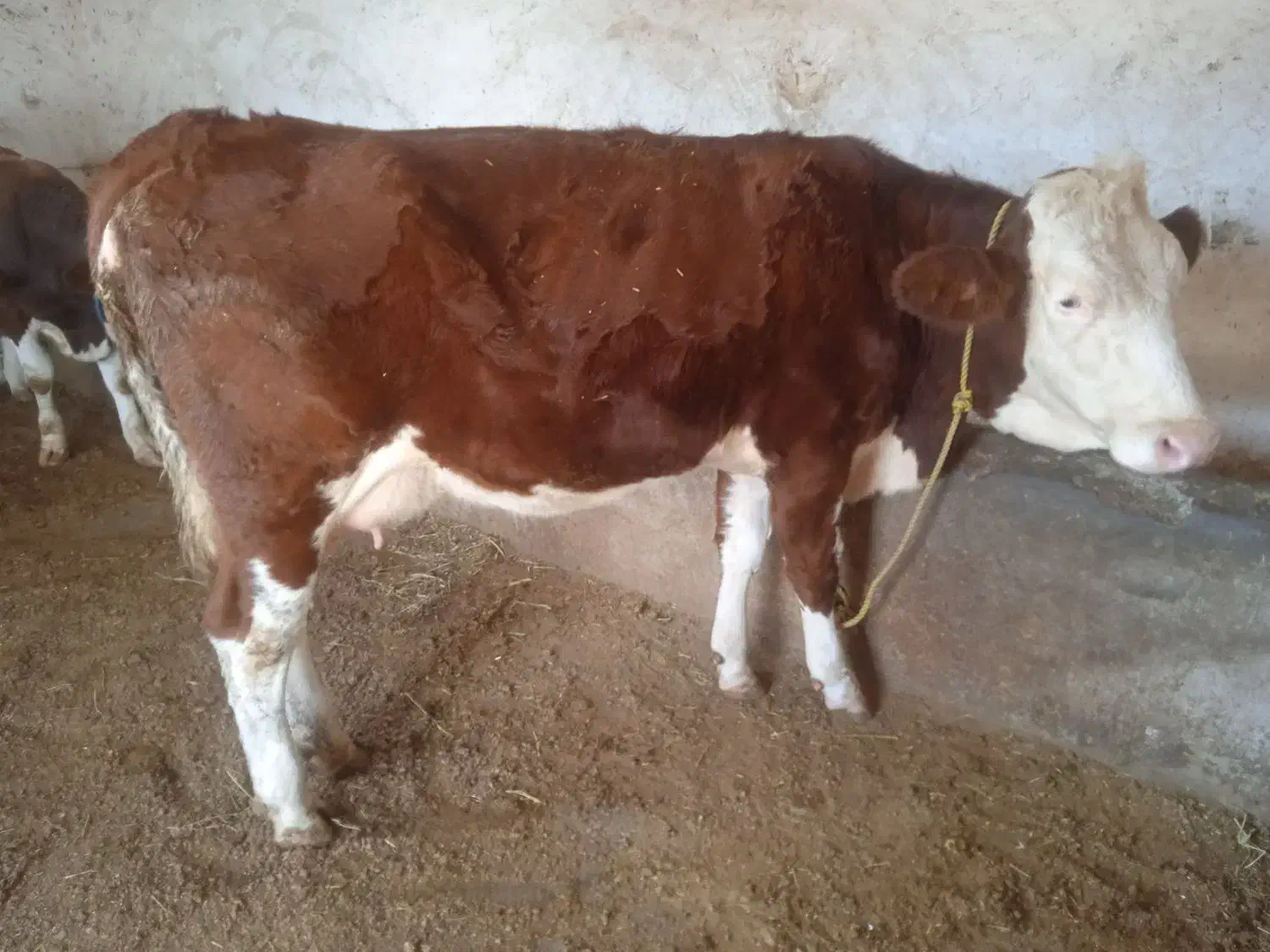 یه عدد تلیسه قرمز رنگ شرابی با گوساله ی نر|حیوانات مزرعه|لاجان, |دیوار