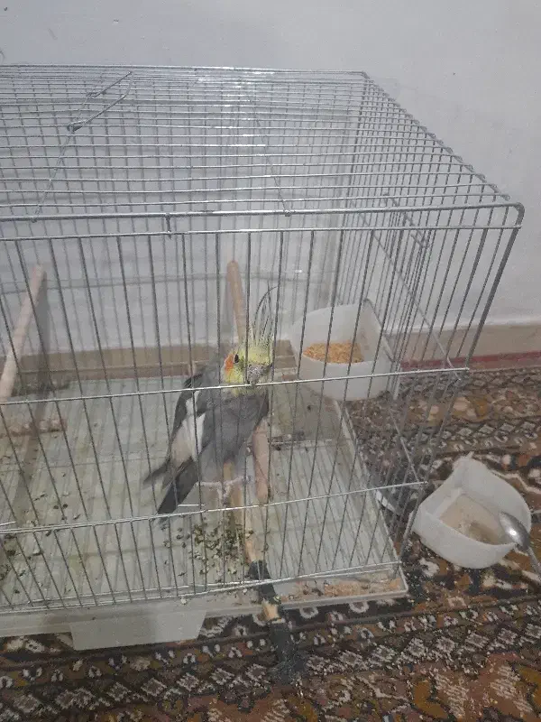 عروس هلندی رام موجوده|پرنده|زرند, |دیوار