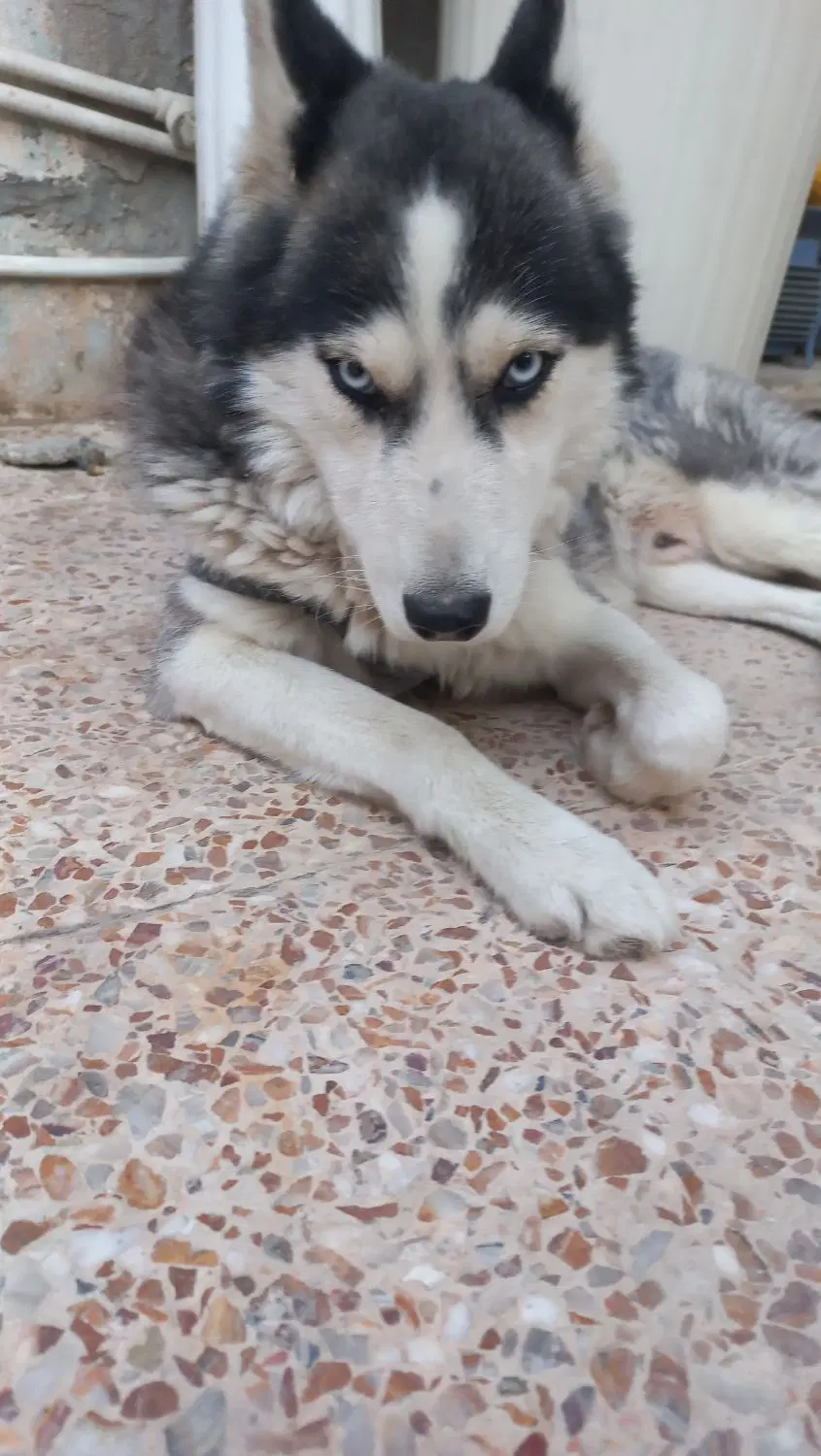 سگ هاسکی|سگ|آبادان, |دیوار