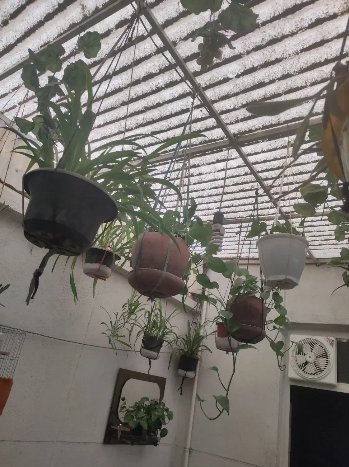 گل گندمی|گل و گیاه طبیعی|تهران, جوادیه|دیوار