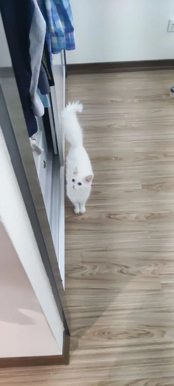 واگذاری گربه فوق العاده زیبا سفید اسکاتیش ترکیش|گربه|تهران, شهرک چیتگر|دیوار