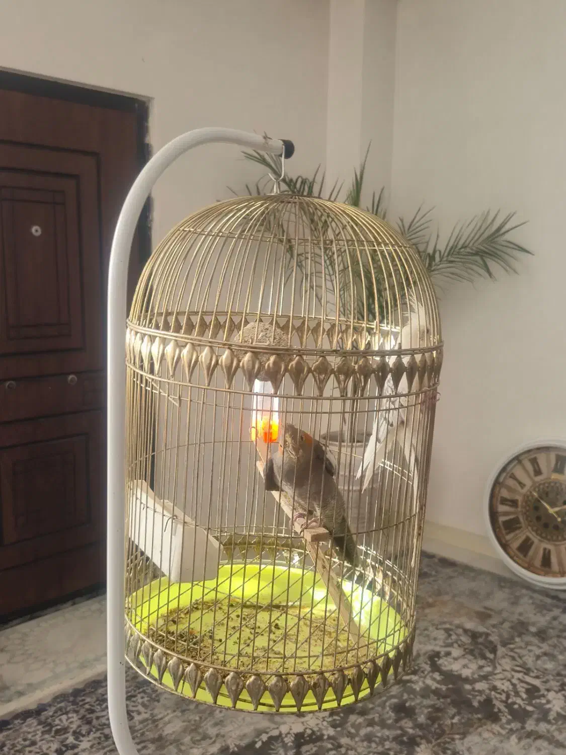 یک عدد عروس هلندی همراه با قفس|پرنده|شیروان (خراسان), |دیوار