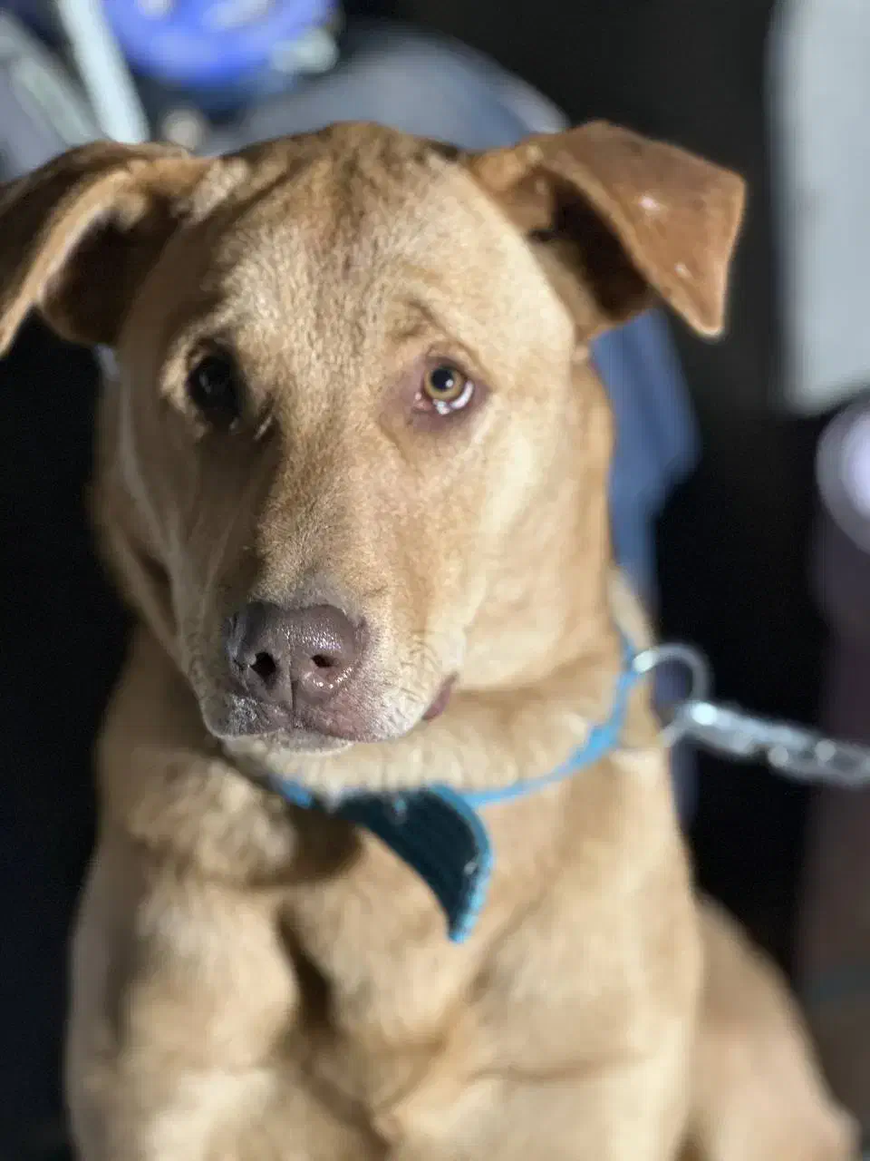 سگ نگهبان|سگ|اسلام‌شهر, شاطره|دیوار