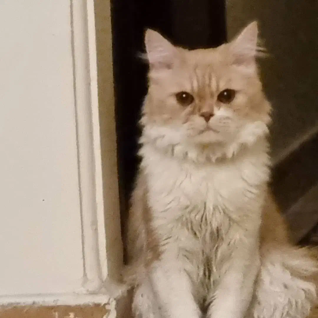 گربه نژاد پرشین و بریتیش زیبا و بغلی|گربه|تهران, وحیدیه|دیوار