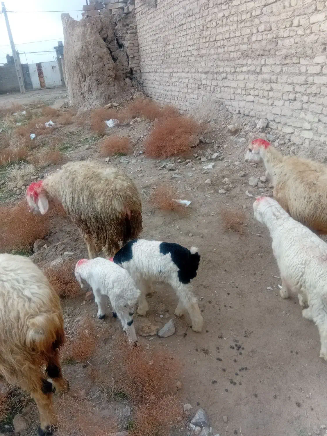 میش بره|حیوانات مزرعه|مرودشت, محمد آباد|دیوار