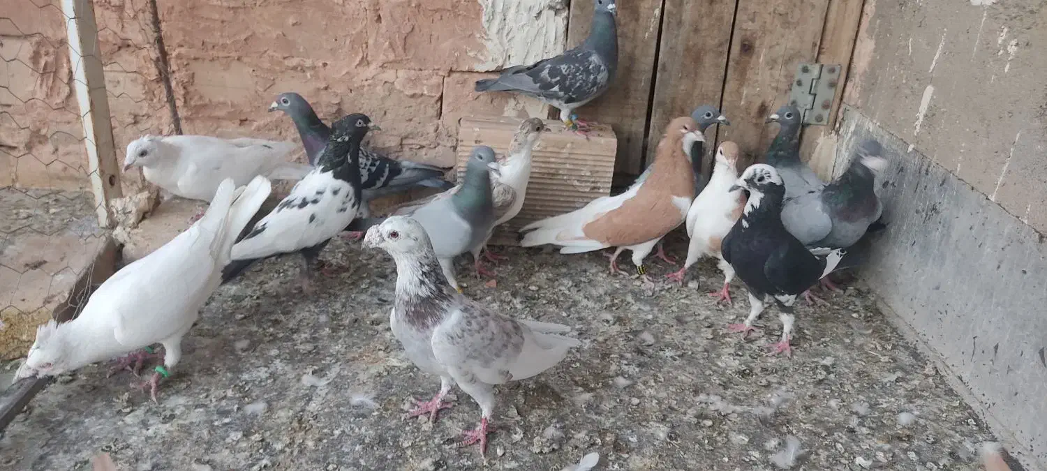 فروش پرشی،جغتای|پرنده|جغتای, |دیوار