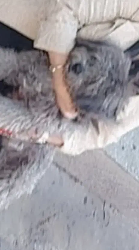 یک سگ پشمالوی گمشده امروزعصر ساعت ۱۹|سگ|نوشهر, |دیوار