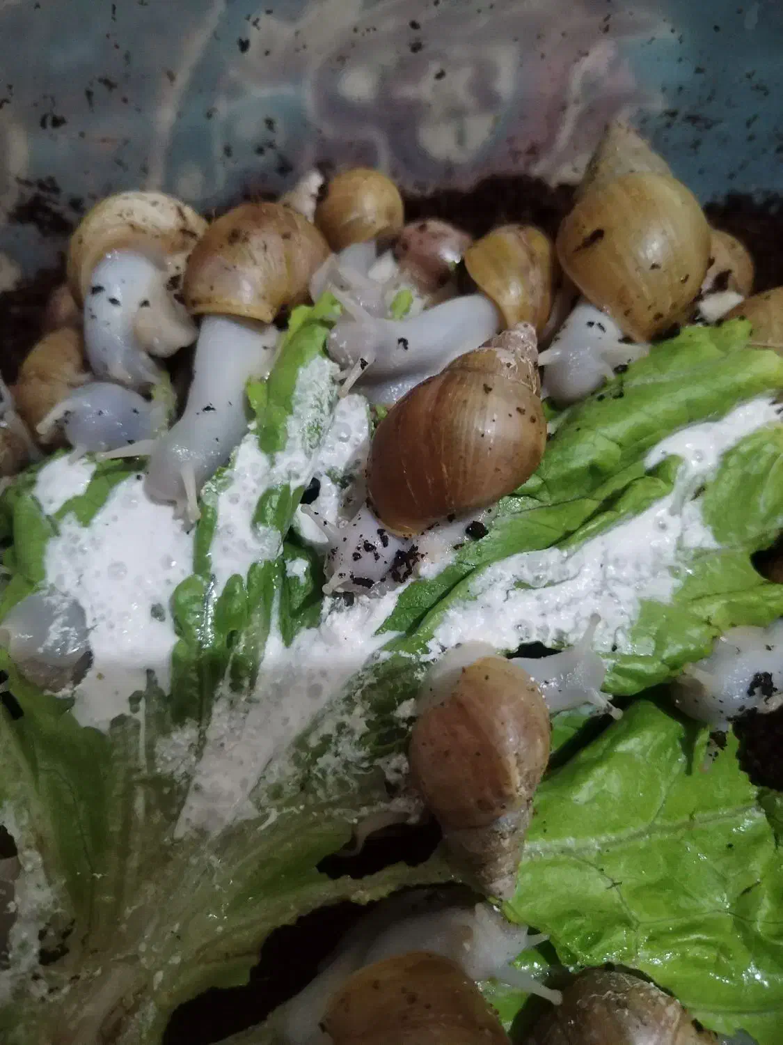 حلزون|خزنده|زنجان, |دیوار