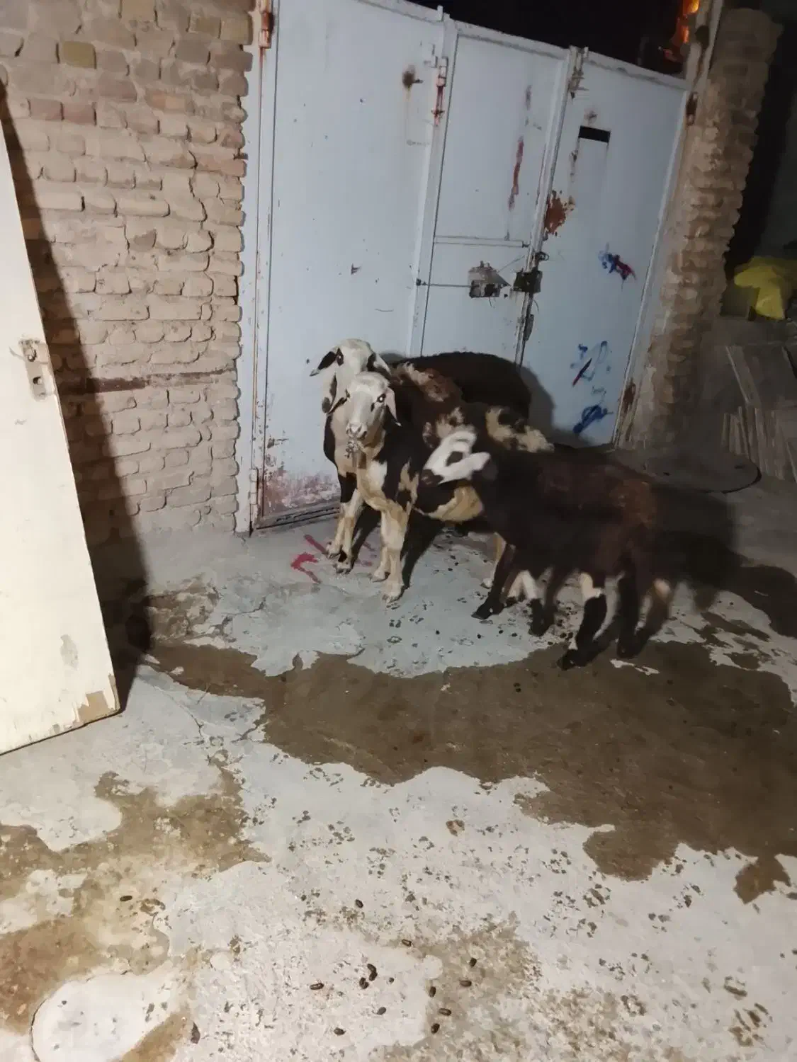 پنج عدد میش|حیوانات مزرعه|شیروان (لرستان), |دیوار