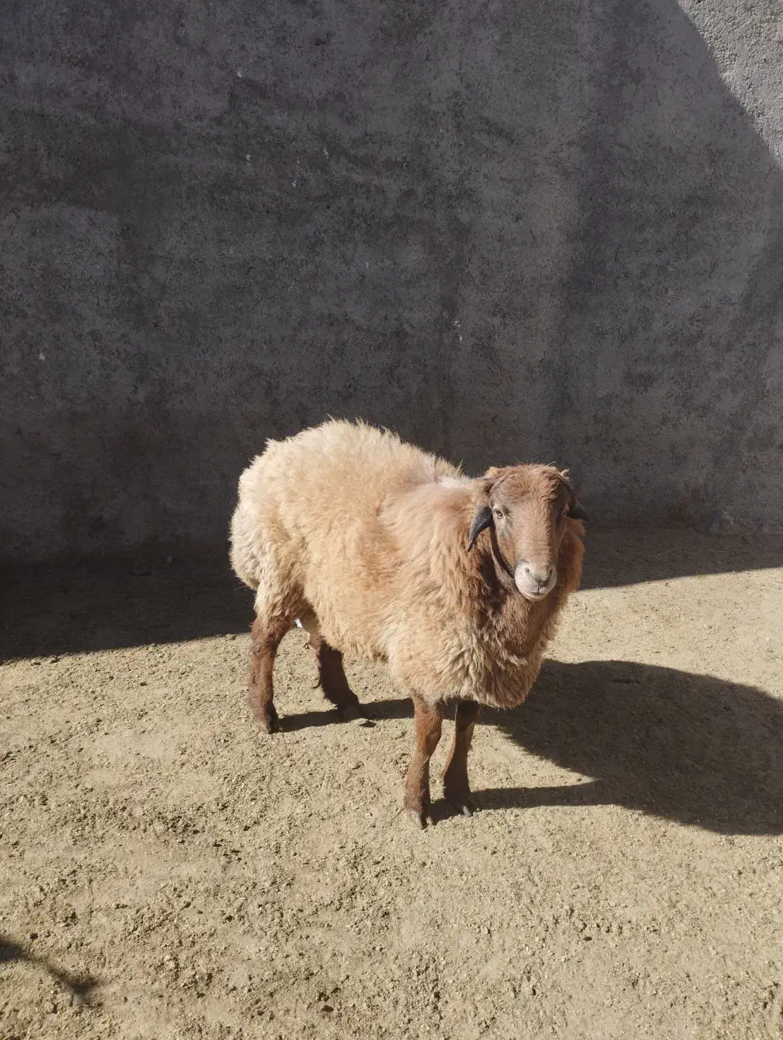 بره نر یک ساله نژاد دار|حیوانات مزرعه|اسفراین, |دیوار