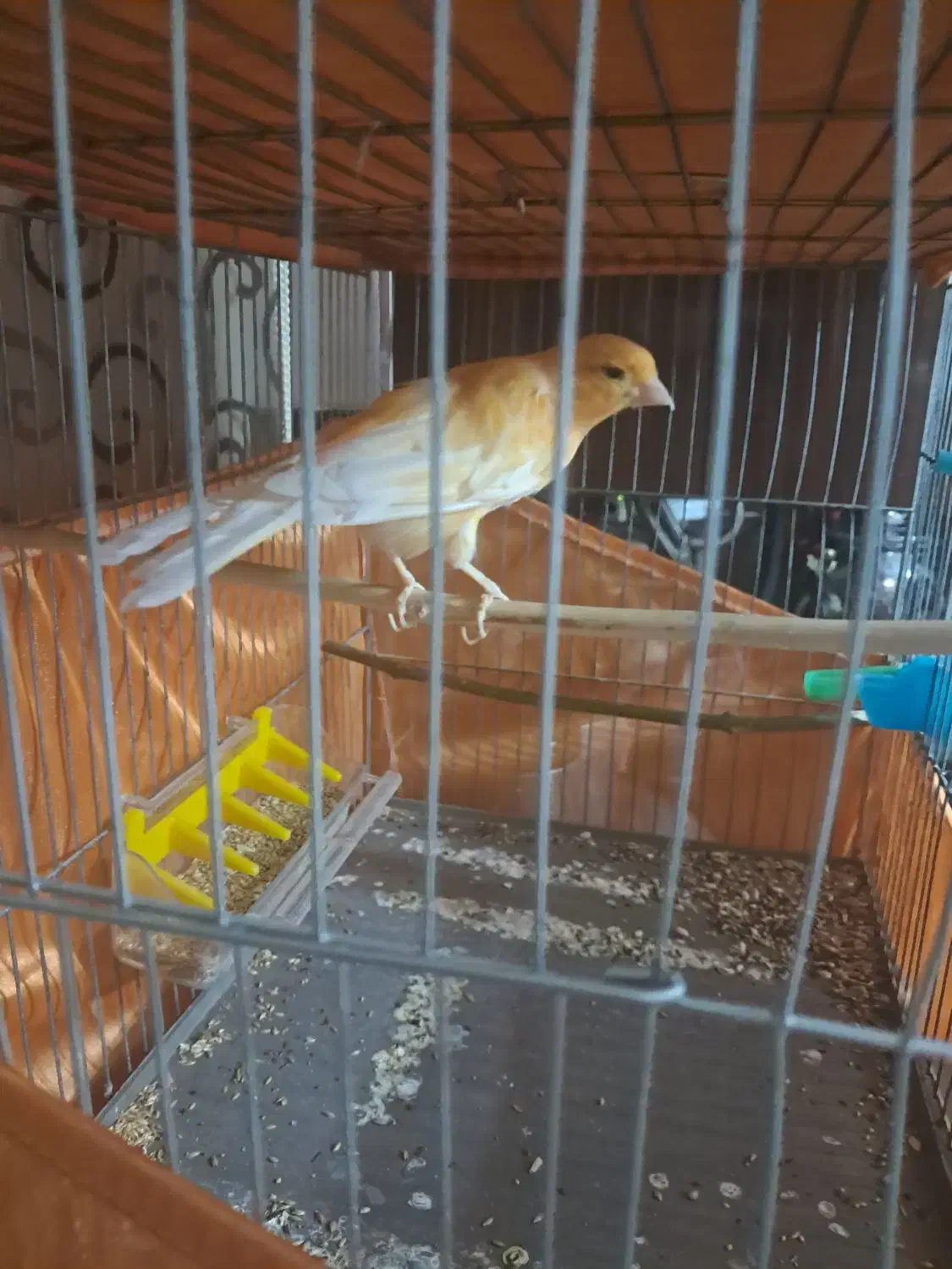 قناری نر پرتقالی|پرنده|اردبیل, |دیوار