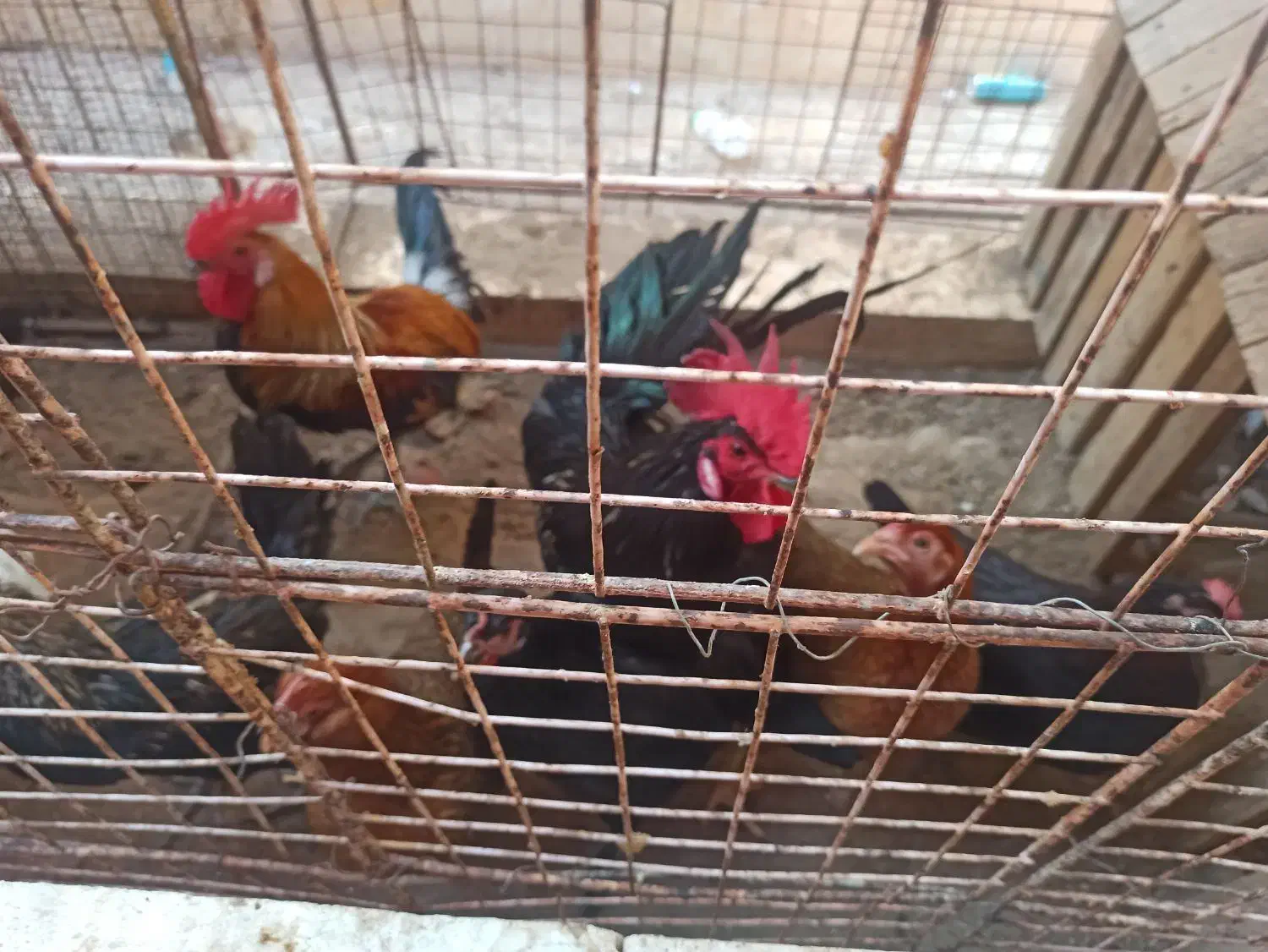 خروس محلی اصل|حیوانات مزرعه|اهرم, |دیوار