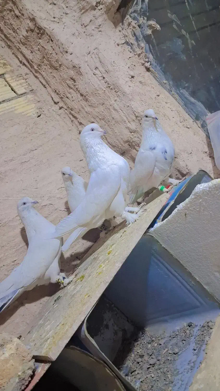 سفید پور|پرنده|شهرکرد, |دیوار