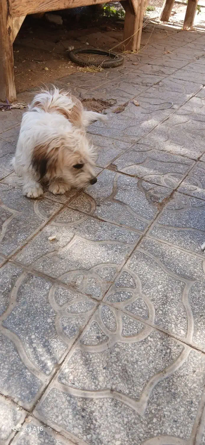 سگ پشمالو و کوتاه|سگ|یزد, |دیوار