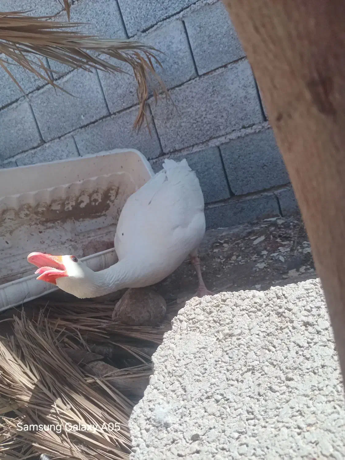 غاز|پرنده|فین, |دیوار