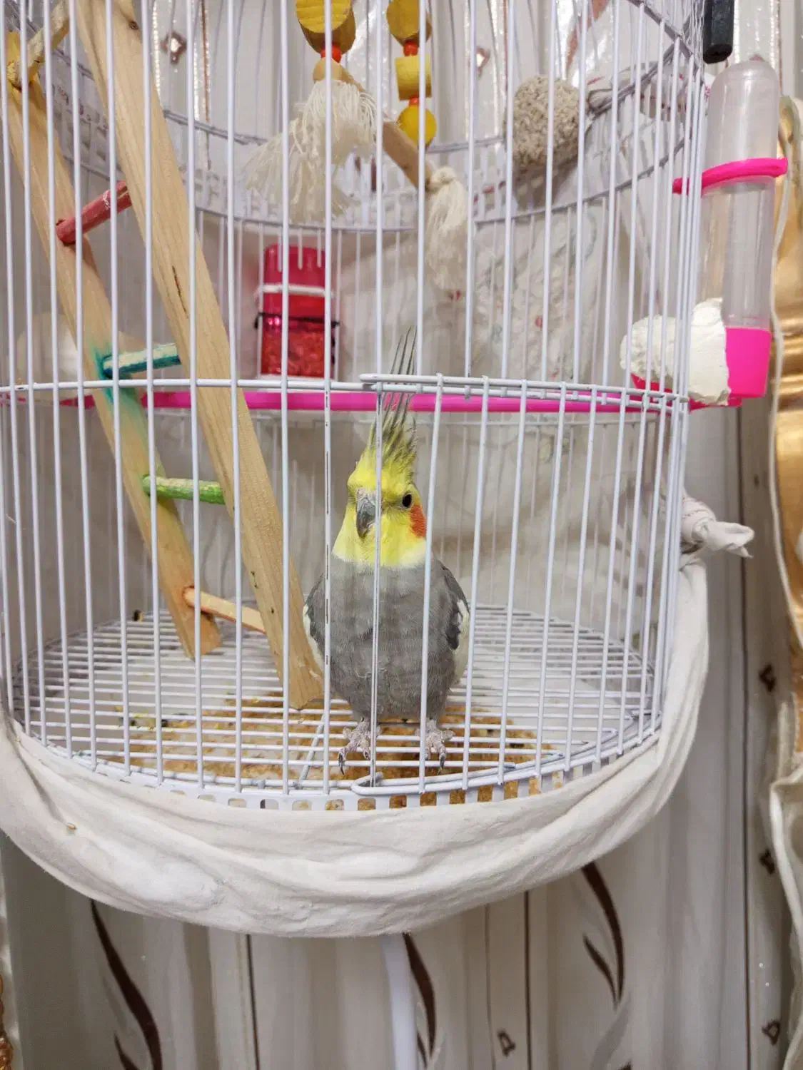 عروس هلندی نر|پرنده|بیرجند, |دیوار