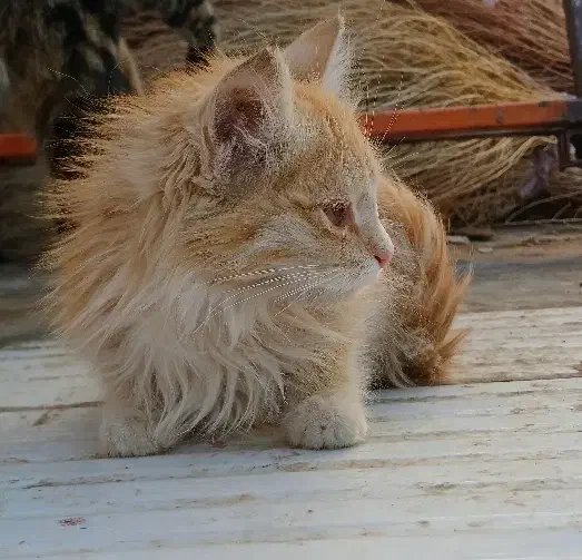 گربه میکس DSH Persian|گربه|بیرجند, |دیوار