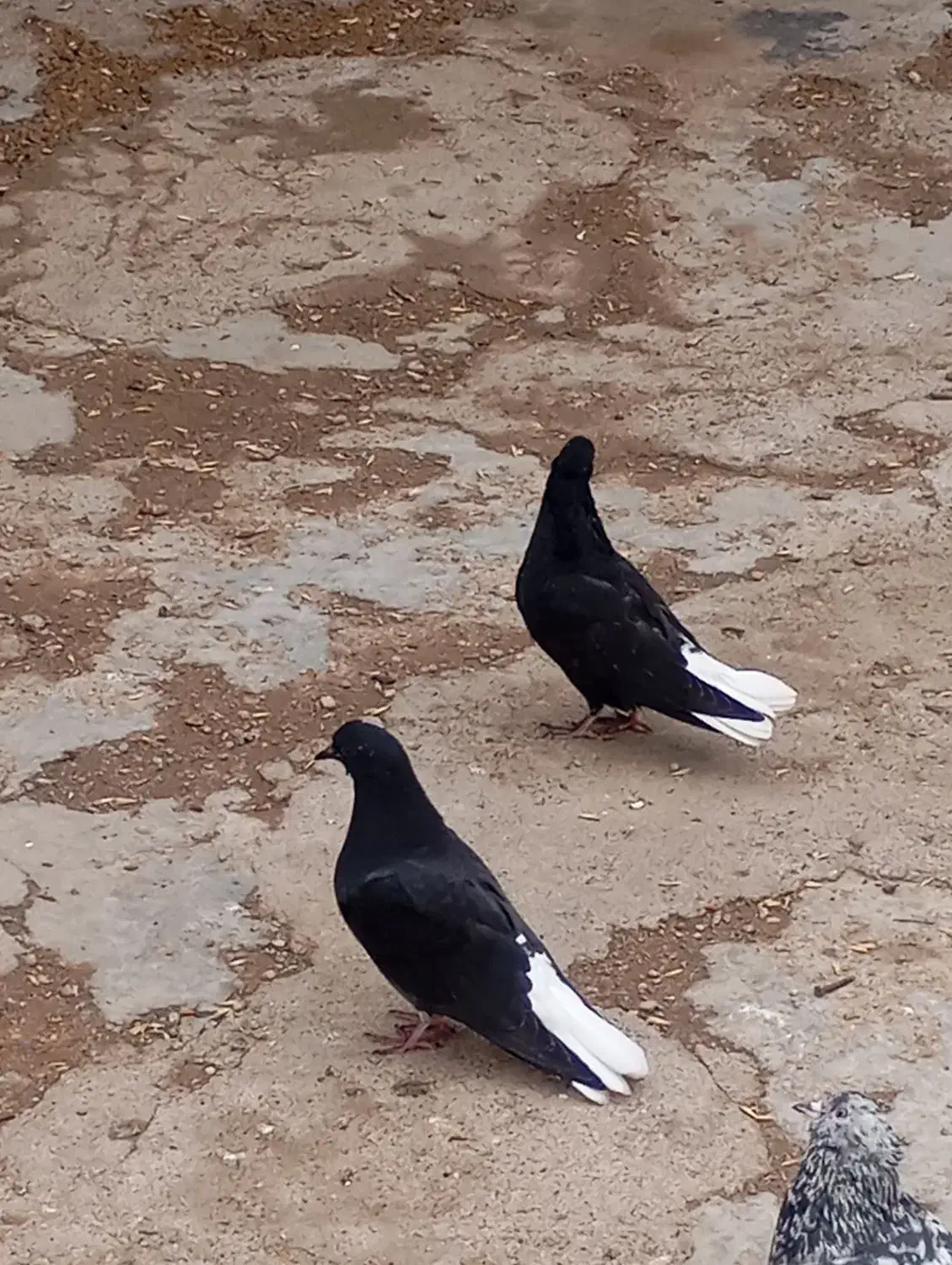 فروش دم سفید|پرنده|گتوند, |دیوار