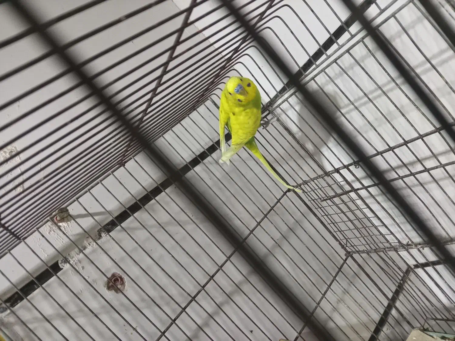 اسپانگل|پرنده|کارون, |دیوار