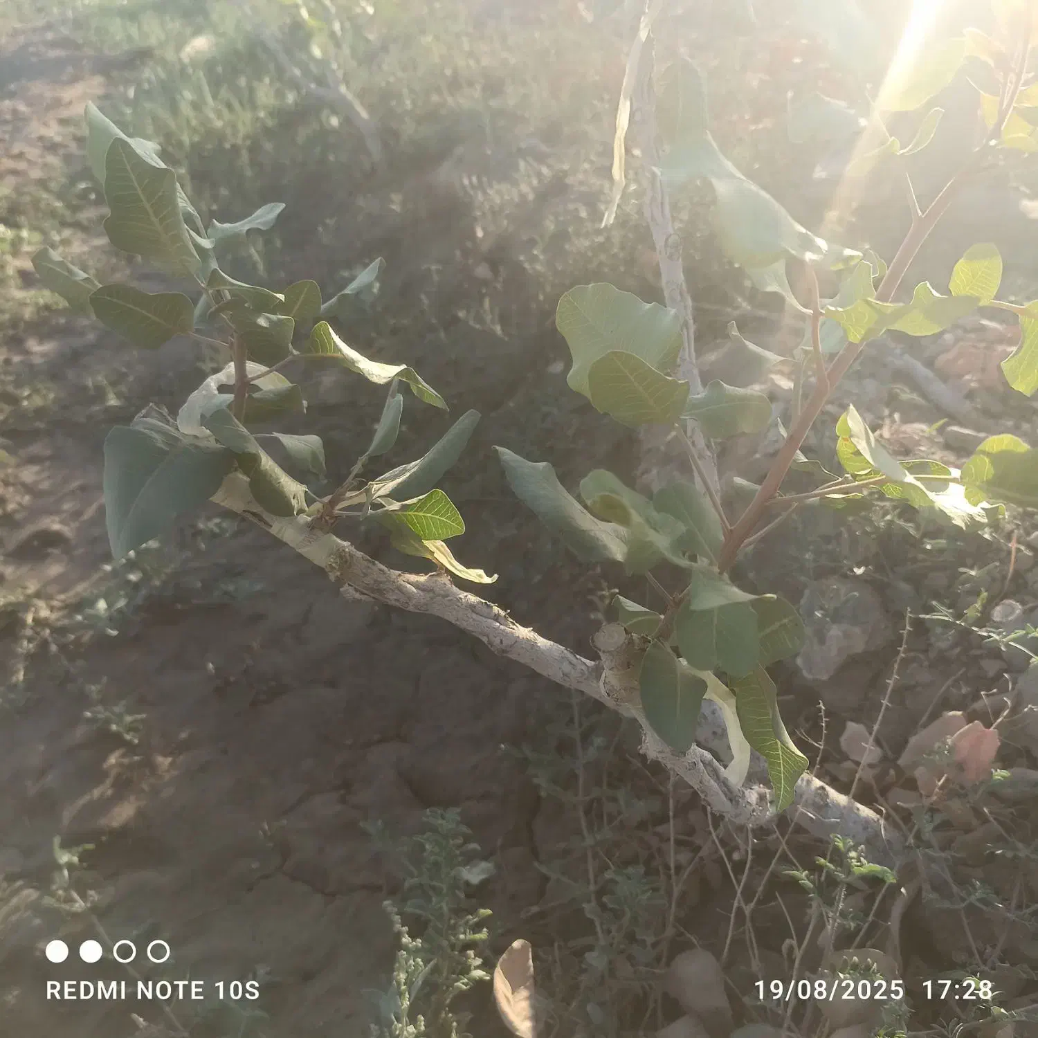 هرس، پیوند، باغبانی|خدمات باغبانی و درختکاری|مشهد, توس (بلوار توس)|دیوار