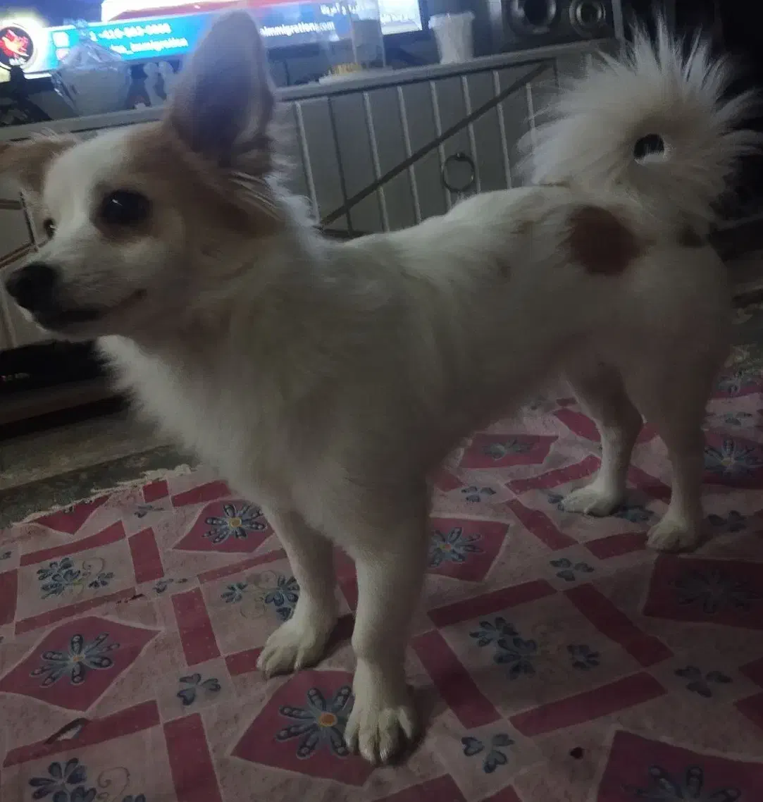 توله سایزکوچیک|سگ|مشهد, رده|دیوار