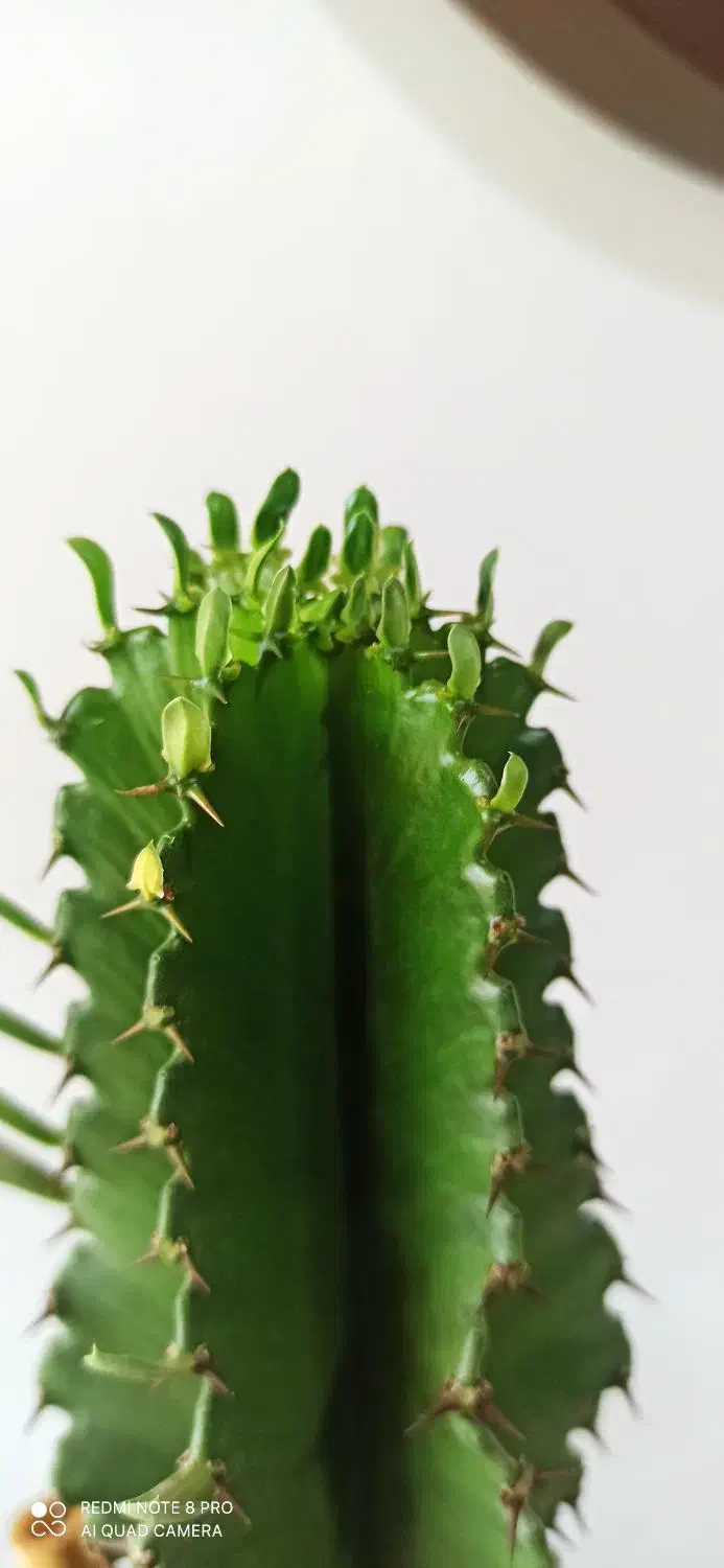 کاکتوس|گل و گیاه طبیعی|شهرکرد, |دیوار