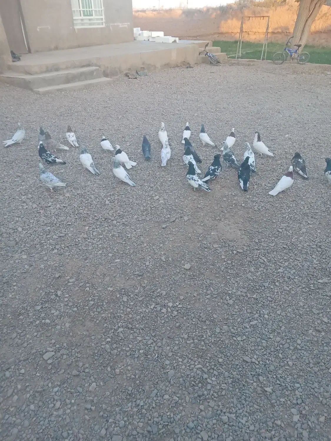 کفتر|پرنده|باخزر, |دیوار