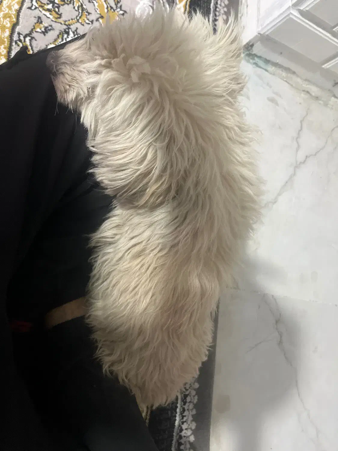 واگذاری سگ شیتزو تیریر|سگ|اصفهان, لاله|دیوار