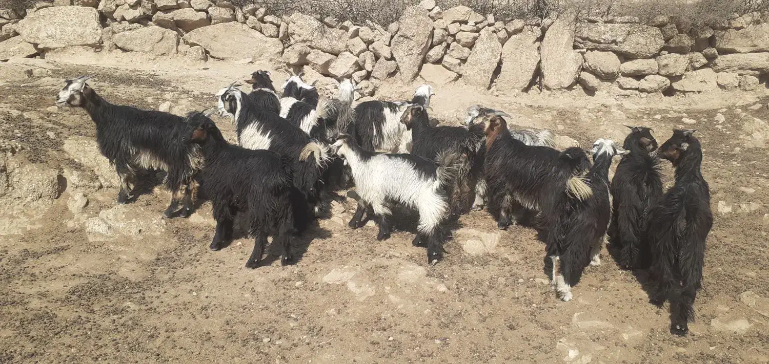 بیگ یک ساله نمونه داشتی|حیوانات مزرعه|لالی, |دیوار