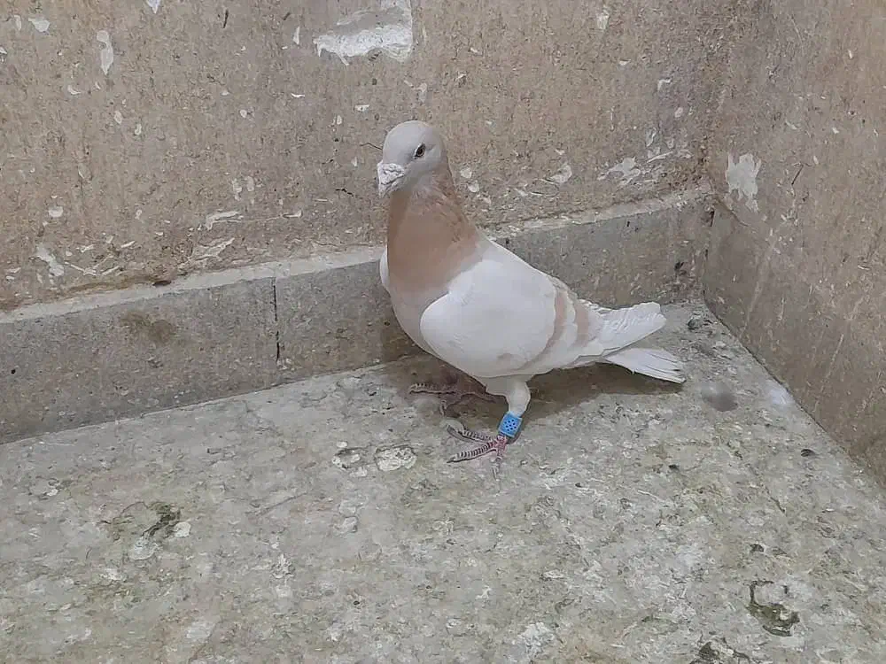 پلاکی|پرنده|شیراز, شهرک گلستان|دیوار