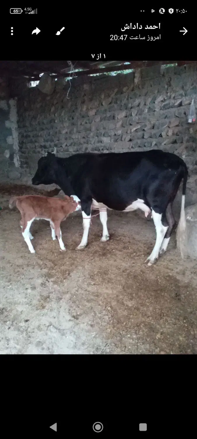 گوساله با مادرش|حیوانات مزرعه|فراغی, |دیوار