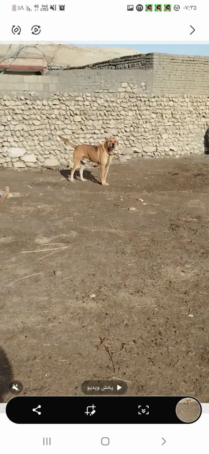 سگ ۲ساله|سگ|ارومیه, |دیوار