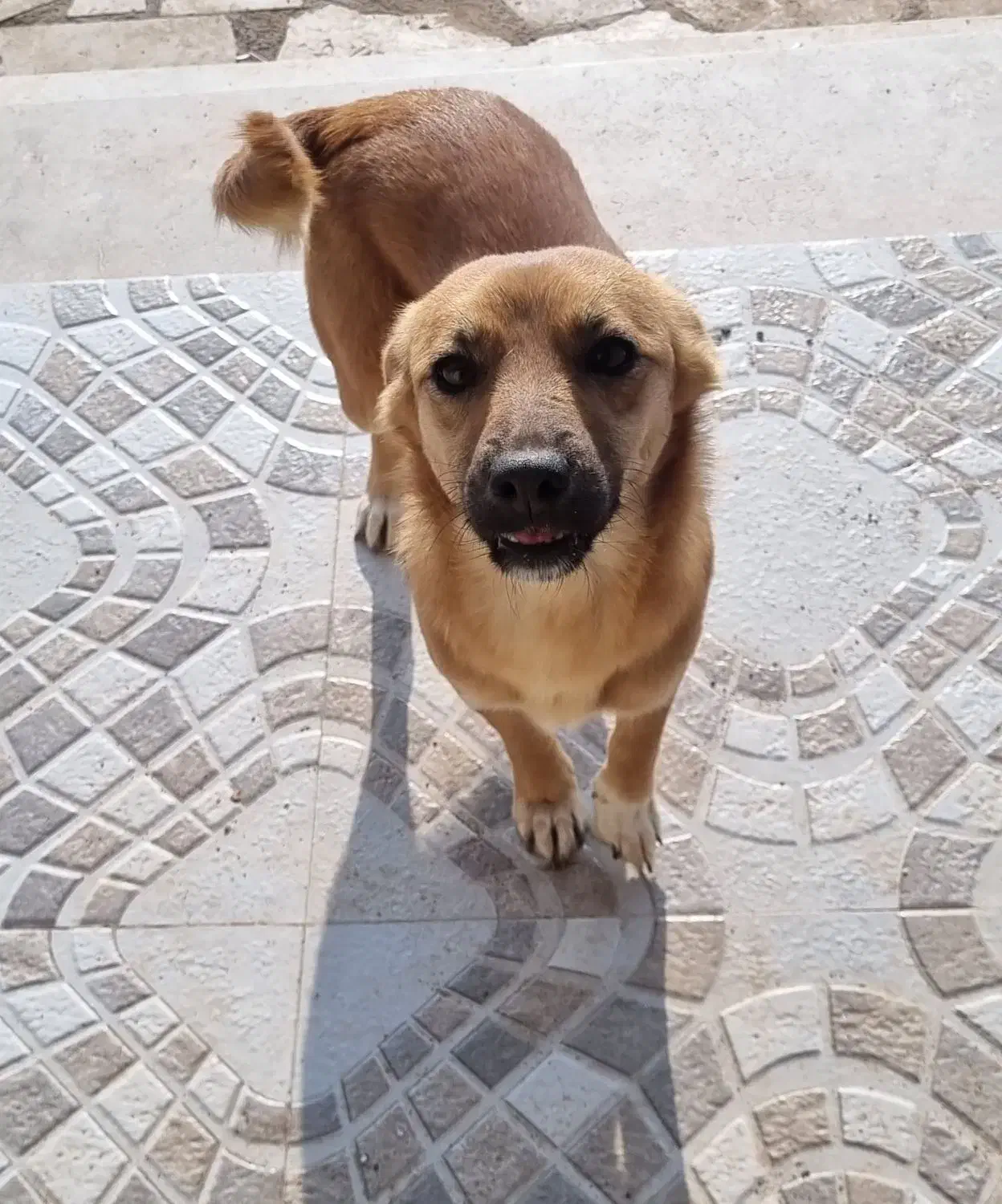 واگذاری سگ نژاددار|سگ|تبریز, |دیوار